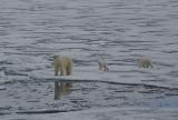Polar Bear female with 2 first-year cubs OZ9W2122