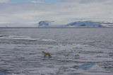 Polar Bear female with 2 first-year cubs OZ9W2125