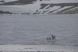 Polar Bear female with 2 first-year cubs OZ9W2072