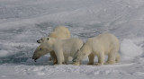 Polar Bear female with 2 large cubs OZ9W8599