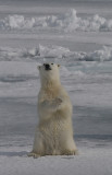 Polar Bear large male cub OZ9W8663a