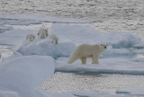 Polar Bear female with 3 first-year cubs OZ9W9100