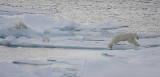 Polar Bear female with 3 first-year cubs OZ9W9102