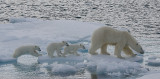 Polar Bear female with 3 first-year cubs 3