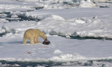 Polar Bear young male with kill OZ9W9640