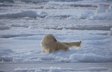 Polar Bear rolling on ice
