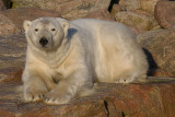 Polar Bear male stuck on land OZ9W0267