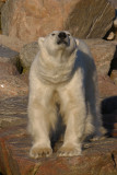 Polar Bear male stuck on land OZ9W0287