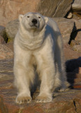 Polar Bear male stuck on land OZ9W0291a
