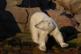 Polar Bear male stuck on land OZ9W0307