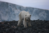 Polar Bear young female dying of hunger OZ9W0547