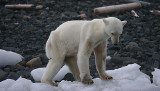 Polar Bear young female dying of hunger OZ9W0558