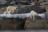 Polar Bear female with 2 large cubs OZ9W2299