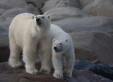 Polar Bear female with 1 of 2 large cubs OZ9W2361