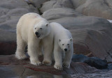 Polar Bear female with 1 of 2 large cubs OZ9W2362