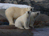 Polar Bear female with 2 large cubs C