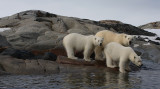 Polar Bear female with 2 large cubs OZ9W2414