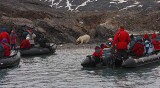Polar Bear young on dead seal OZ9W5174