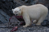 Polar Bear young on dead seal OZ9W5179