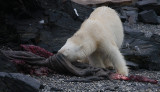 Polar Bear young on dead seal 4