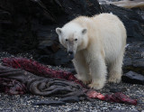 Polar Bear young on dead seal OZ9W5211a