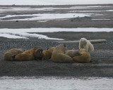 Polar Bear big male on shore OZ9W5820