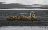 Polar Bear big male on shore with Walrus