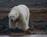 Polar Bear big male on shore OZ9W5885a
