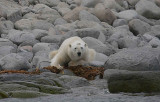 Polar Bear male eating seaweed OZ9W8867
