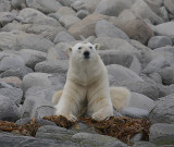 Polar Bear male eating seaweed OZ9W8873a