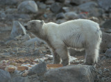 Polar Bear young hungry