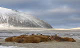 Walrus haulout 1 Svalbard