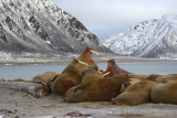 Walrus haulout 2 Svalbard