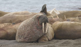 Walrus male in haulout OZ9W3136