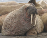 Walrus mostly males on land
