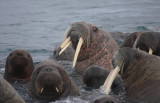 Walrus males in water