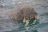 Walrus male in water OZ9W0681