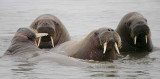Walrus male group in water OZ9W3077