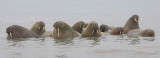 Walrus male group in water OZ9W3122a