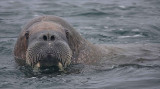 Walrus male in water OZ9W6877