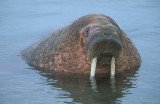 Walrus male in water 2