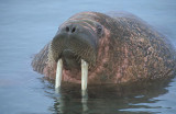 Walrus male in water 1