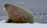 Walrus male on ice floe OZ9W8403