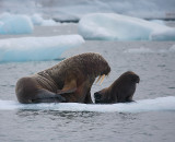 Walrus female with small pup OZ9W0653