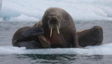 Walrus female with small pup OZ9W0675