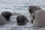 Walrus females and pups OZ9W0394