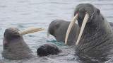 Walrus females and pup OZ9W0484