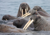 Walrus females and pup OZ9W0578