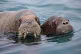 Walrus female and pup OZ9W0647