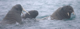 Walrus females and pup OZ9W7194
